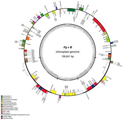 Chloroplast Genome Sequencing, Comparative Analysis, and Discovery of Unique Cytoplasmic Variants in Pomegranate (Punica granatum L.)